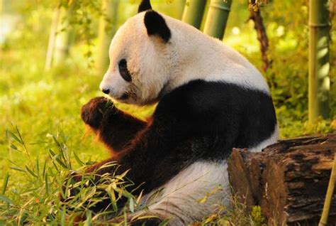 panda area in china